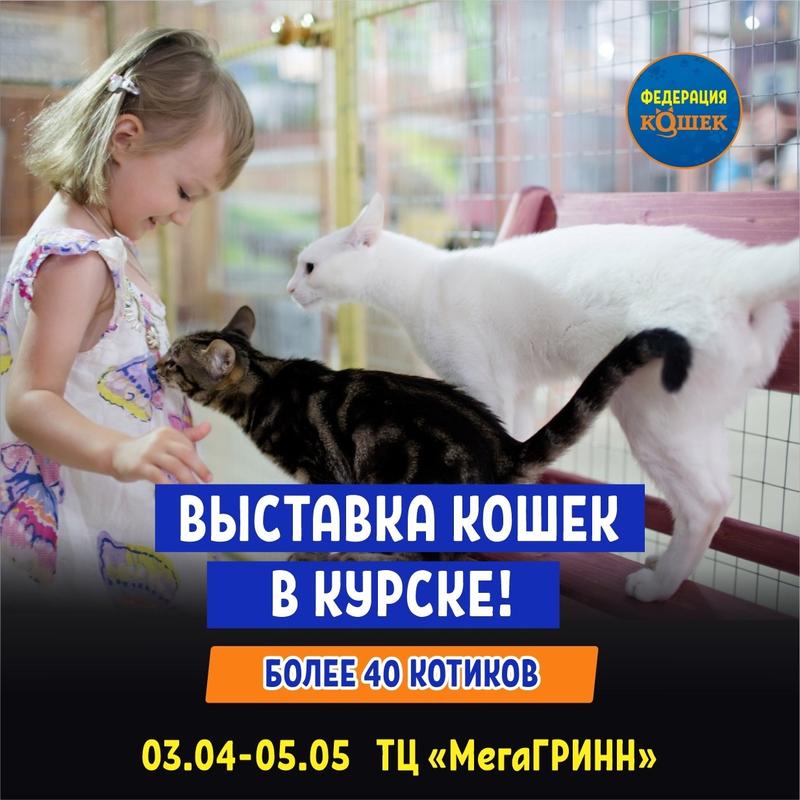 выставка кошек Федерация кошек 3 апреля 2024 г.